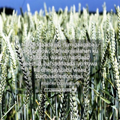 Picture 05 - 1 Timoteyos 4:16 SOM - Nafsaddaada iyo cilmigaagaba u digtoonow. Oo - Bible Verse Picture