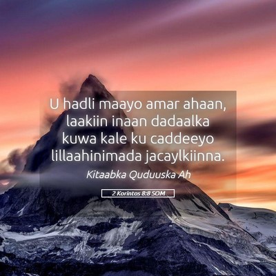 Picture 05 - 2 Korintos 8:8 SOM - U hadli maayo amar ahaan, laakiin inaan dadaalka - Bible Verse Picture