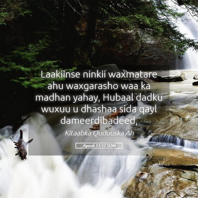Picture 05 - Ayuub 11:12 SOM - Laakiinse ninkii waxmatare ahu waxgarasho waa ka - Bible Verse Picture