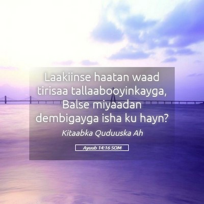 Picture 05 - Ayuub 14:16 SOM - Laakiinse haatan waad tirisaa tallaabooyinkayga, - Bible Verse Picture