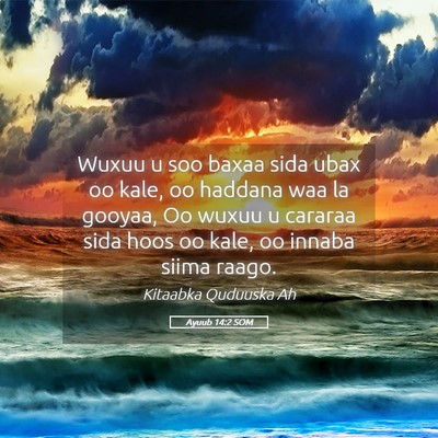Picture 05 - Ayuub 14:2 SOM - Wuxuu u soo baxaa sida ubax oo kale, oo haddana - Bible Verse Picture