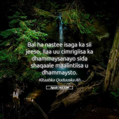 Picture 05 - Ayuub 14:6 SOM - Bal ha nastee isaga ka sii jeeso, Ilaa uu - Bible Verse Picture