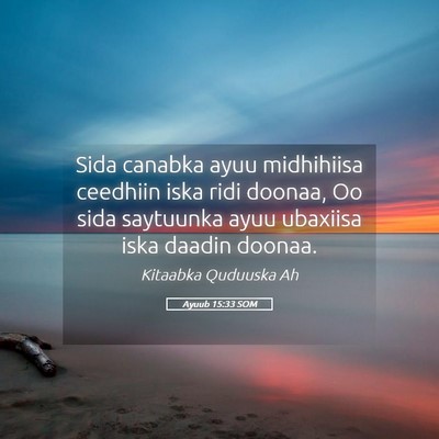 Picture 05 - Ayuub 15:33 SOM - Sida canabka ayuu midhihiisa ceedhiin iska ridi - Bible Verse Picture
