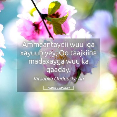 Picture 05 - Ayuub 19:9 SOM - Ammaantaydii wuu iga xayuubiyey, Oo taajkiina - Bible Verse Picture