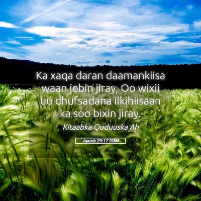 Picture 05 - Ayuub 29:17 SOM - Ka xaqa daran daamankiisa waan jebin jiray, Oo - Bible Verse Picture