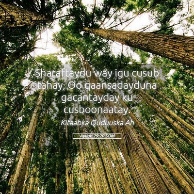 Picture 05 - Ayuub 29:20 SOM - Sharaftaydu way igu cusub tahay, Oo qaansadayduna - Bible Verse Picture