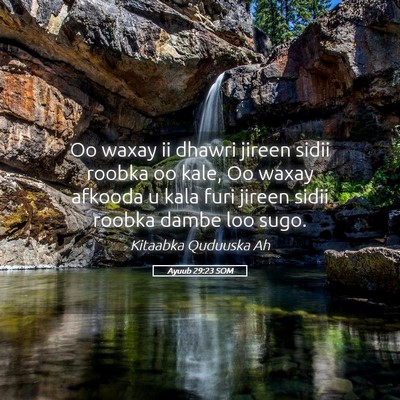 Picture 05 - Ayuub 29:23 SOM - Oo waxay ii dhawri jireen sidii roobka oo kale, - Bible Verse Picture