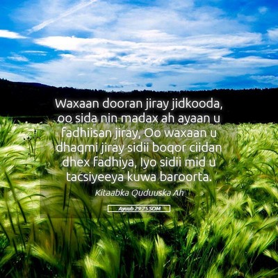 Picture 05 - Ayuub 29:25 SOM - Waxaan dooran jiray jidkooda, oo sida nin madax - Bible Verse Picture