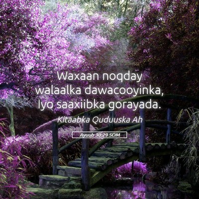 Picture 05 - Ayuub 30:29 SOM - Waxaan noqday walaalka dawacooyinka, Iyo - Bible Verse Picture