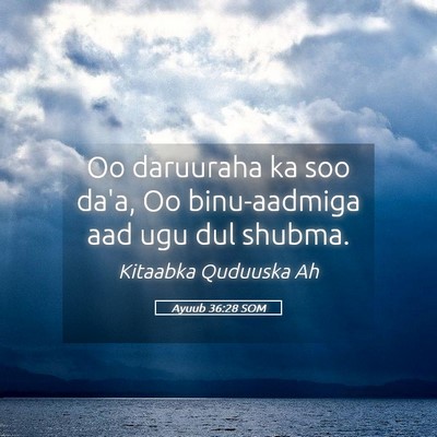 Picture 05 - Ayuub 36:28 SOM - Oo daruuraha ka soo da'a, Oo binu-aadmiga aad ugu - Bible Verse Picture