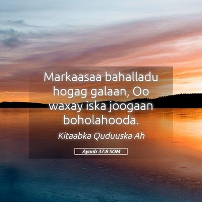 Picture 05 - Ayuub 37:8 SOM - Markaasaa bahalladu hogag galaan, Oo waxay iska - Bible Verse Picture