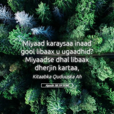 Picture 05 - Ayuub 38:39 SOM - Miyaad karaysaa inaad gool libaax u ugaadhid? - Bible Verse Picture