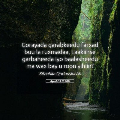 Picture 05 - Ayuub 39:13 SOM - Gorayada garabkeedu farxad buu la ruxmadaa, - Bible Verse Picture