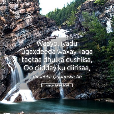 Picture 05 - Ayuub 39:14 SOM - Waayo, iyadu ugaxdeeda waxay kaga tagtaa dhulka - Bible Verse Picture