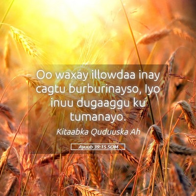 Picture 05 - Ayuub 39:15 SOM - Oo waxay illowdaa inay cagtu burburinayso, Iyo - Bible Verse Picture
