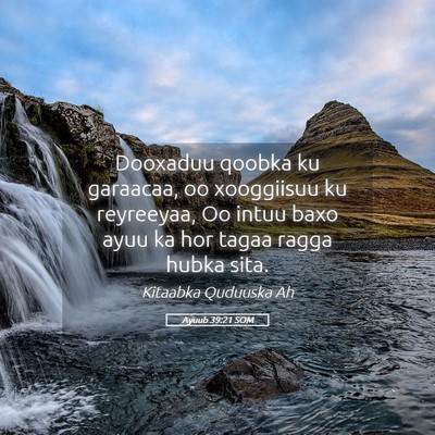 Picture 05 - Ayuub 39:21 SOM - Dooxaduu qoobka ku garaacaa, oo xooggiisuu ku - Bible Verse Picture
