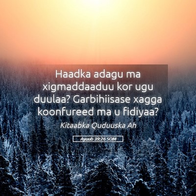 Picture 05 - Ayuub 39:26 SOM - Haadka adagu ma xigmaddaaduu kor ugu duulaa? - Bible Verse Picture