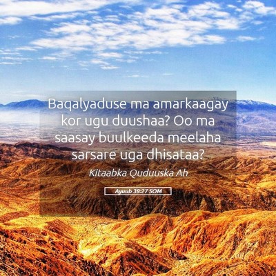 Picture 05 - Ayuub 39:27 SOM - Baqalyaduse ma amarkaagay kor ugu duushaa? Oo ma - Bible Verse Picture