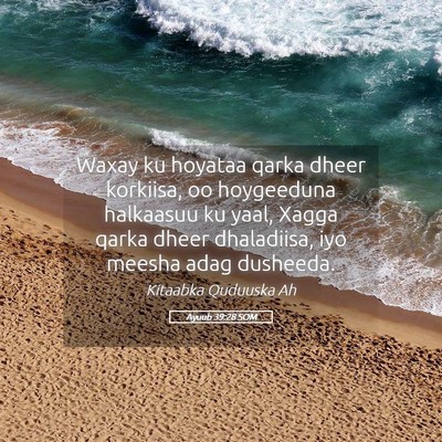 Picture 05 - Ayuub 39:28 SOM - Waxay ku hoyataa qarka dheer korkiisa, oo - Bible Verse Picture