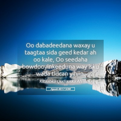 Picture 05 - Ayuub 40:17 SOM - Oo dabadeedana waxay u taagtaa sida geed kedar ah - Bible Verse Picture