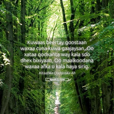 Picture 05 - Ayuub 5:5 SOM - Kuwaas beertay goostaan waxaa cuna kuwa - Bible Verse Picture