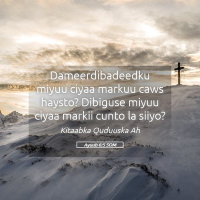Picture 05 - Ayuub 6:5 SOM - Dameerdibadeedku miyuu ciyaa markuu caws haysto? - Bible Verse Picture