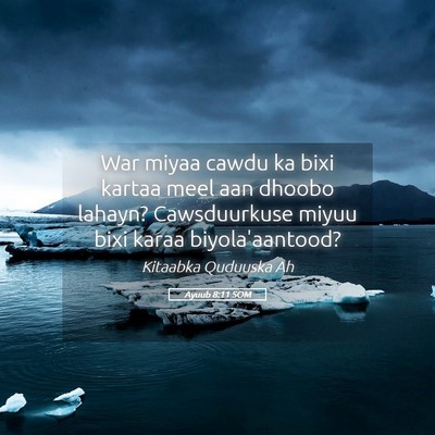 Picture 05 - Ayuub 8:11 SOM - War miyaa cawdu ka bixi kartaa meel aan dhoobo - Bible Verse Picture