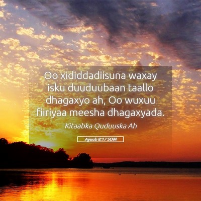 Picture 05 - Ayuub 8:17 SOM - Oo xididdadiisuna waxay isku duuduubaan taallo - Bible Verse Picture