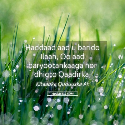 Picture 05 - Ayuub 8:5 SOM - Haddaad aad u barido Ilaah, Oo aad baryootankaaga - Bible Verse Picture