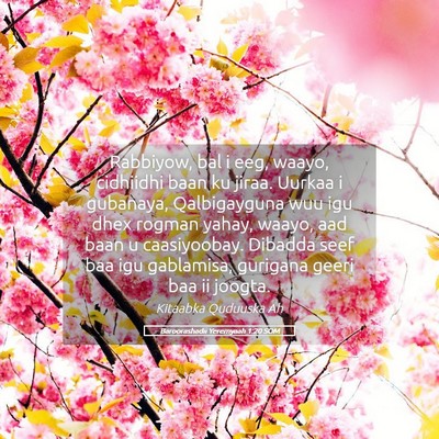 Picture 05 - Baroorashadii Yeremyaah 1:20 SOM - Rabbiyow, bal i eeg, waayo, cidhiidhi baan ku - Bible Verse Picture