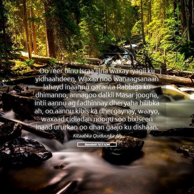 Picture 05 - Baxniintii 16:3 SOM - Oo reer binu Israa'iilna waxay iyagii ku - Bible Verse Picture