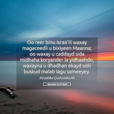 Picture 05 - Baxniintii 16:31 SOM - Oo reer binu Israa'iil waxay magaceedii u - Bible Verse Picture