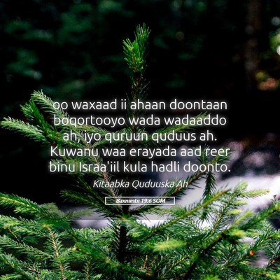 Picture 05 - Baxniintii 19:6 SOM - oo waxaad ii ahaan doontaan boqortooyo wada - Bible Verse Picture