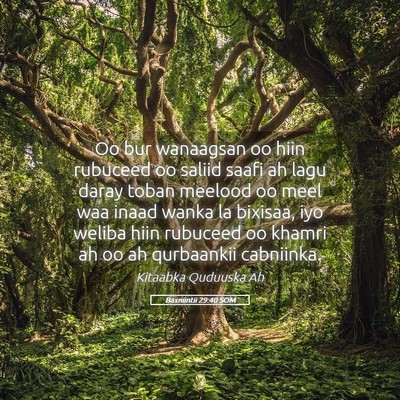 Picture 05 - Baxniintii 29:40 SOM - Oo bur wanaagsan oo hiin rubuceed oo saliid saafi - Bible Verse Picture