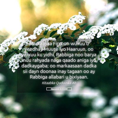 Picture 05 - Baxniintii 8:8 SOM - Markaasaa Fircoon wuxuu u yeedhay Muuse iyo - Bible Verse Picture