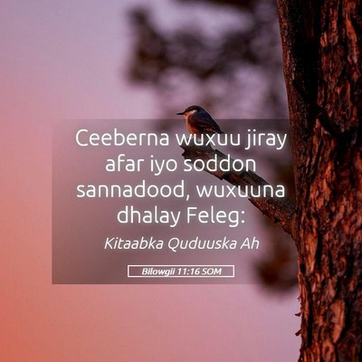 Picture 05 - Bilowgii 11:16 SOM - Ceeberna wuxuu jiray afar iyo soddon sannadood, - Bible Verse Picture