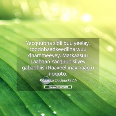 Picture 05 - Bilowgii 29:28 SOM - Yacquubna sidii buu yeelay, toddobaadkeediina wuu - Bible Verse Picture