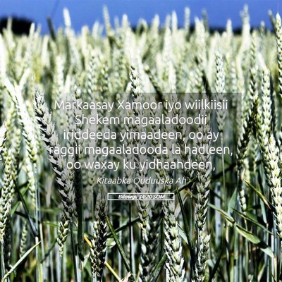 Picture 05 - Bilowgii 34:20 SOM - Markaasay Xamoor iyo wiilkiisii Shekem - Bible Verse Picture
