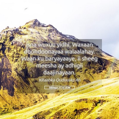 Picture 05 - Bilowgii 37:16 SOM - Isna wuxuu yidhi, Waxaan doondoonayaa walaalahay. - Bible Verse Picture