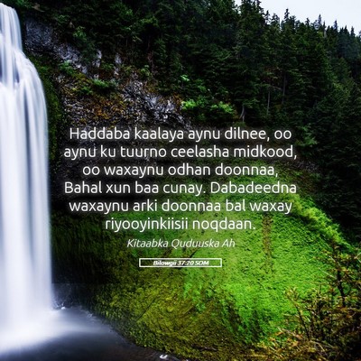 Picture 05 - Bilowgii 37:20 SOM - Haddaba kaalaya aynu dilnee, oo aynu ku tuurno - Bible Verse Picture