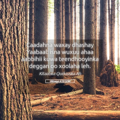 Picture 05 - Bilowgii 4:20 SOM - Caadahna waxay dhashay Yaabaal: isna wuxuu ahaa - Bible Verse Picture
