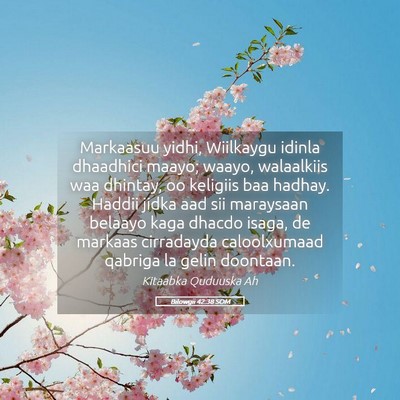Picture 05 - Bilowgii 42:38 SOM - Markaasuu yidhi, Wiilkaygu idinla dhaadhici - Bible Verse Picture