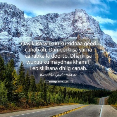Picture 05 - Bilowgii 49:11 SOM - Qaylkiisa wuxuu ku xidhaa geed canab ah, - Bible Verse Picture