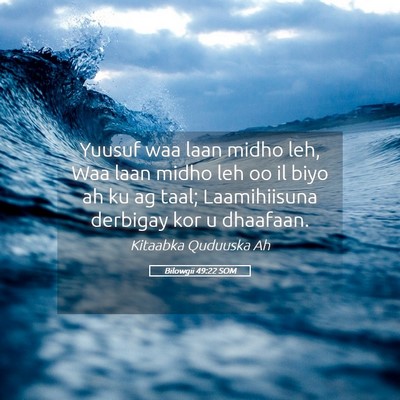 Picture 05 - Bilowgii 49:22 SOM - Yuusuf waa laan midho leh, Waa laan midho leh oo - Bible Verse Picture