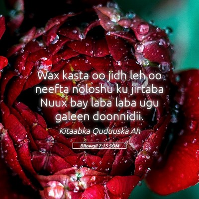 Picture 05 - Bilowgii 7:15 SOM - Wax kasta oo jidh leh oo neefta noloshu ku - Bible Verse Picture
