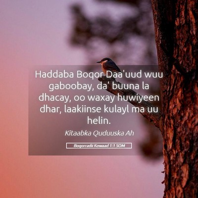 Picture 05 - Boqorradii Kowaad 1:1 SOM - Haddaba Boqor Daa'uud wuu gaboobay, da' buuna la - Bible Verse Picture