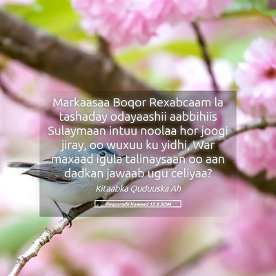 Picture 05 - Boqorradii Kowaad 12:6 SOM - Markaasaa Boqor Rexabcaam la tashaday odayaashii - Bible Verse Picture