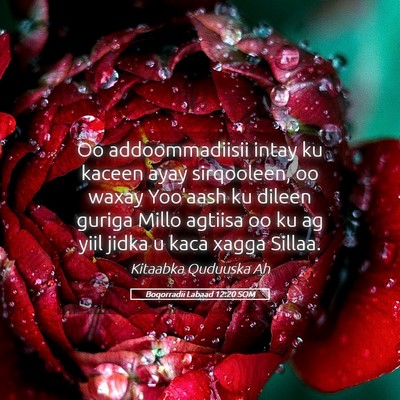 Picture 05 - Boqorradii Labaad 12:20 SOM - Oo addoommadiisii intay ku kaceen ayay - Bible Verse Picture
