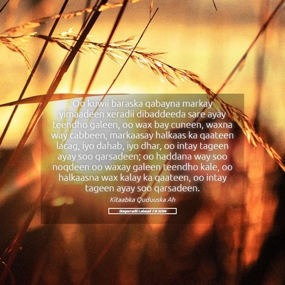 Picture 05 - Boqorradii Labaad 7:8 SOM - Oo kuwii baraska qabayna markay yimaadeen xeradii - Bible Verse Picture