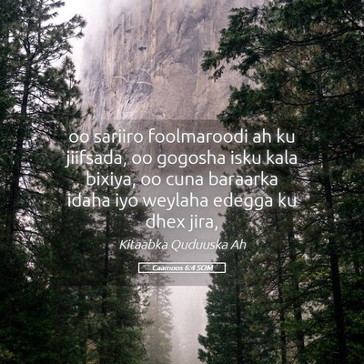 Picture 05 - Caamoos 6:4 SOM - oo sariiro foolmaroodi ah ku jiifsada, oo gogosha - Bible Verse Picture